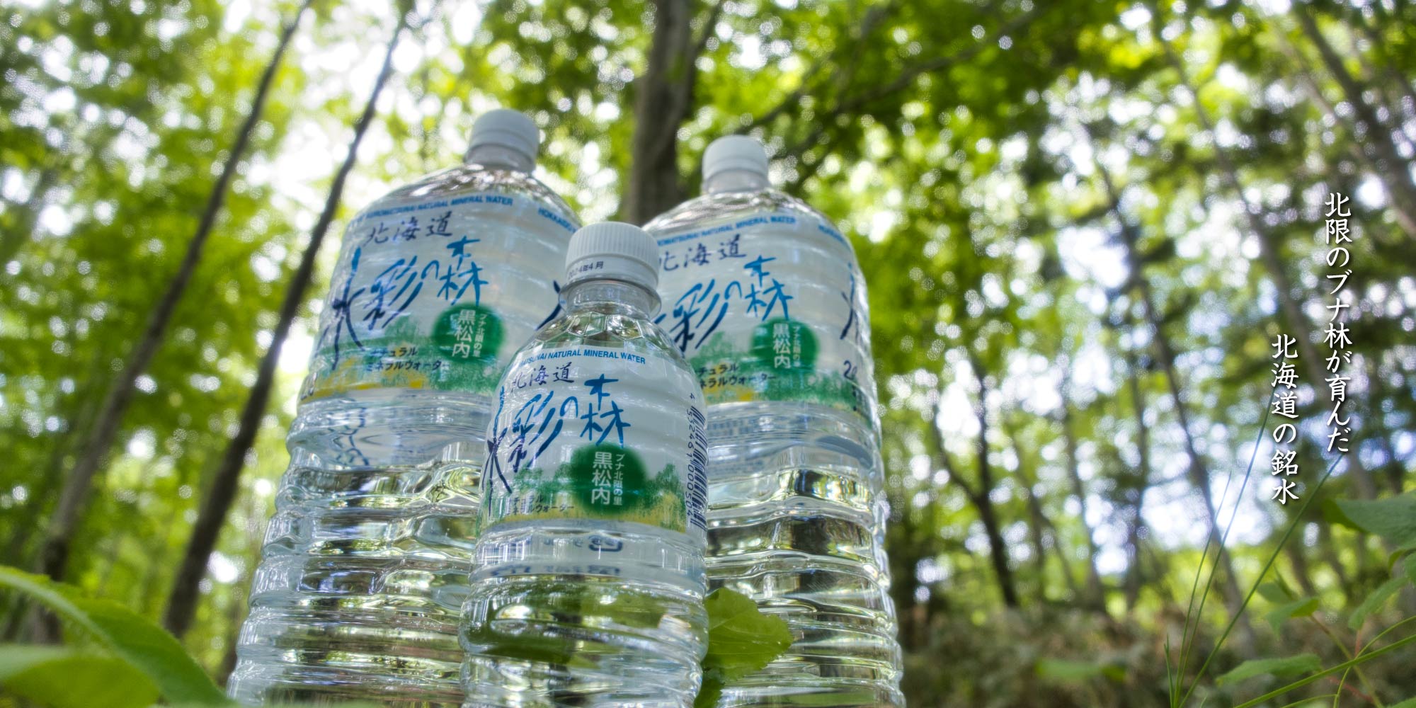 北限のブナが育んだ